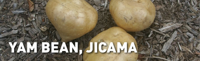 Yam Bean, Jicama Yam Bean, Jicama