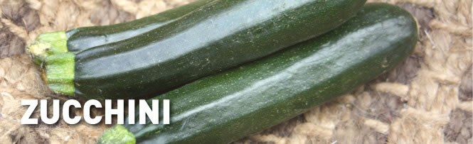 Zucchini Zucchini