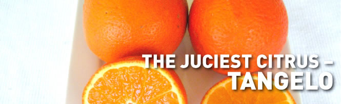 The Juciest Citrus - Tangelo The Juciest Citrus - Tangelo