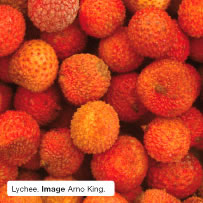 'Lychee. Image Arno King.
