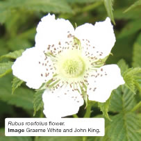 Rubus rosifolius flower. Image Graeme White and John King.