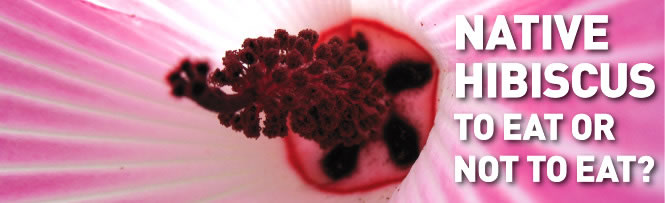 Native Hibiscus Native Hibiscus
