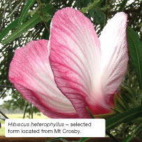 Hibiscus heterophyllus &ndash; selected form located from Mt Crosby.