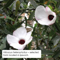 Hibiscus heterophyllus &ndash; selected form located in Ipswich.