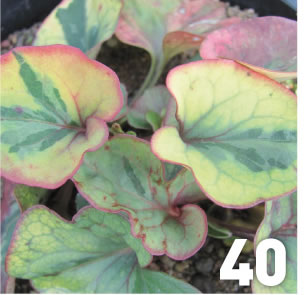 Water Plants