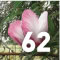Bushfood - Native Hibiscus