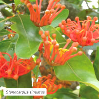 Stenocarpus sinuatus