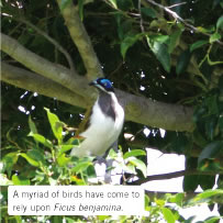 A myriad of birds have come to rely upon Ficus benjamina