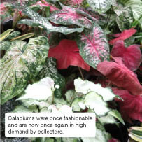 Caladiums were once fashionable and are now once again in high demand by collectors.