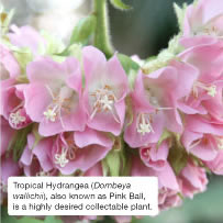 Tropical Hydrangea (Dombeya wallichii), also known as Pink Ball, is a highly desired collectable plant.