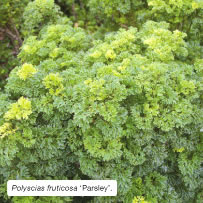 Polyscias fruticosa 'Parsley'.