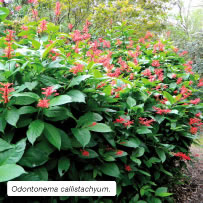 Odontonema callistachyum.