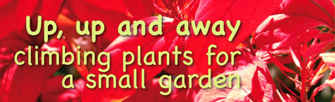 Up, up and away
climbing plants for a small garden