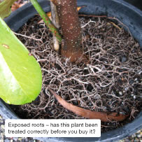 Exposed roots &ndash; has this plant been treated correctly before you buy it?