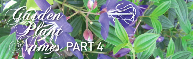 Garden Plant Names