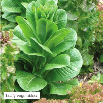Leafy vegetables.