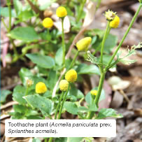 Toothache plant (Acmella paniculata prev. Spilanthes acmella).
