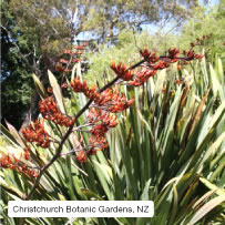 Christchurch Botanic Gardens, New Zealand