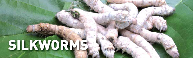 Silkworms