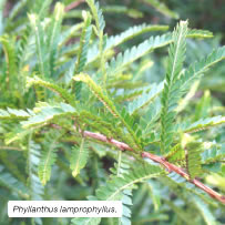 Phyllanthus lamprophyllus