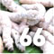 Fruit - Silkworms
