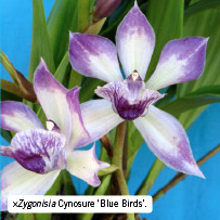 &times;Zygonisia Cynosure &lsquo;Blue Birds&rsquo;.